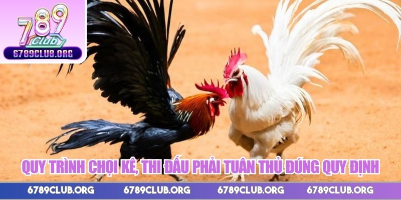 Quy trình chọi kê, thi đấu phải tuân thủ đúng quy định