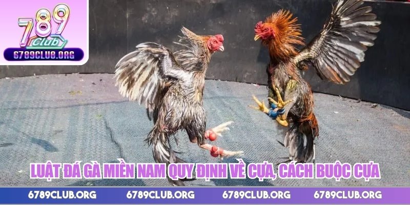 Luật đá gà miền Nam quy định về cựa, cách buộc cựa