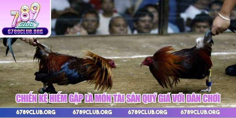 Chiến kê hiếm gặp là món tài sản quý giá với dân chơi