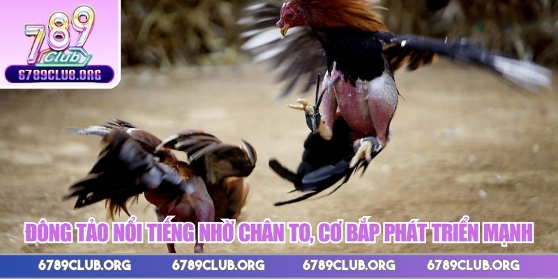 Đông Tảo nổi tiếng nhờ chân to, cơ bắp phát triển mạnh